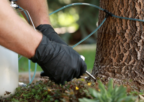 an arborist applies a tree injection to fight tree disease on the coast of Oregon - Arbor Care Tree Specialists