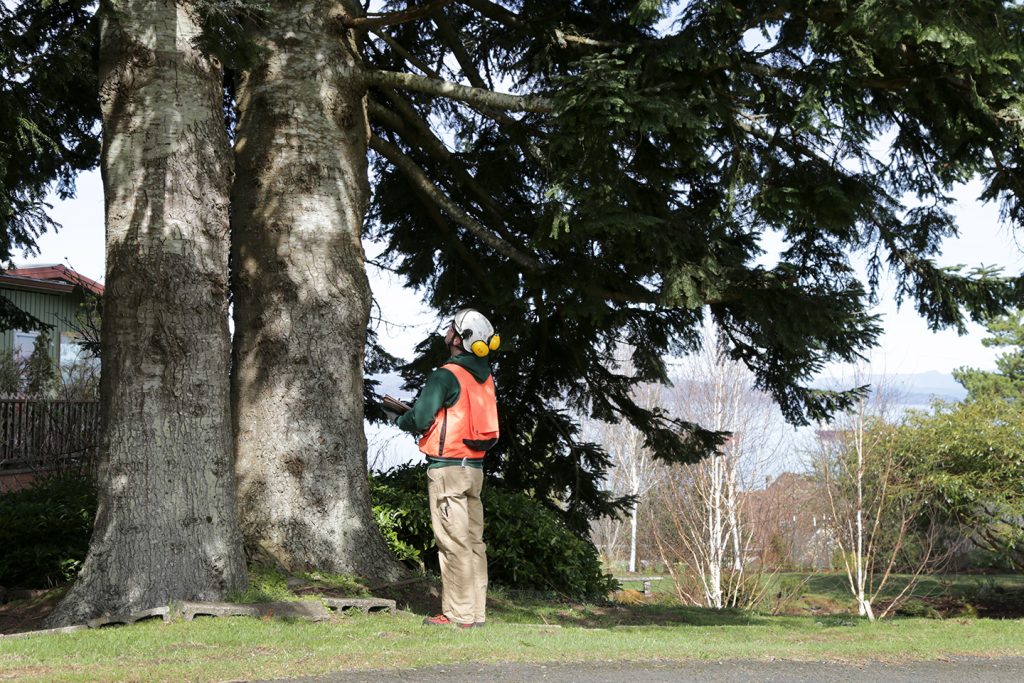 tree health consultation certified arborist