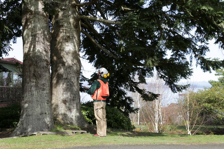 tree health consultation certified arborist