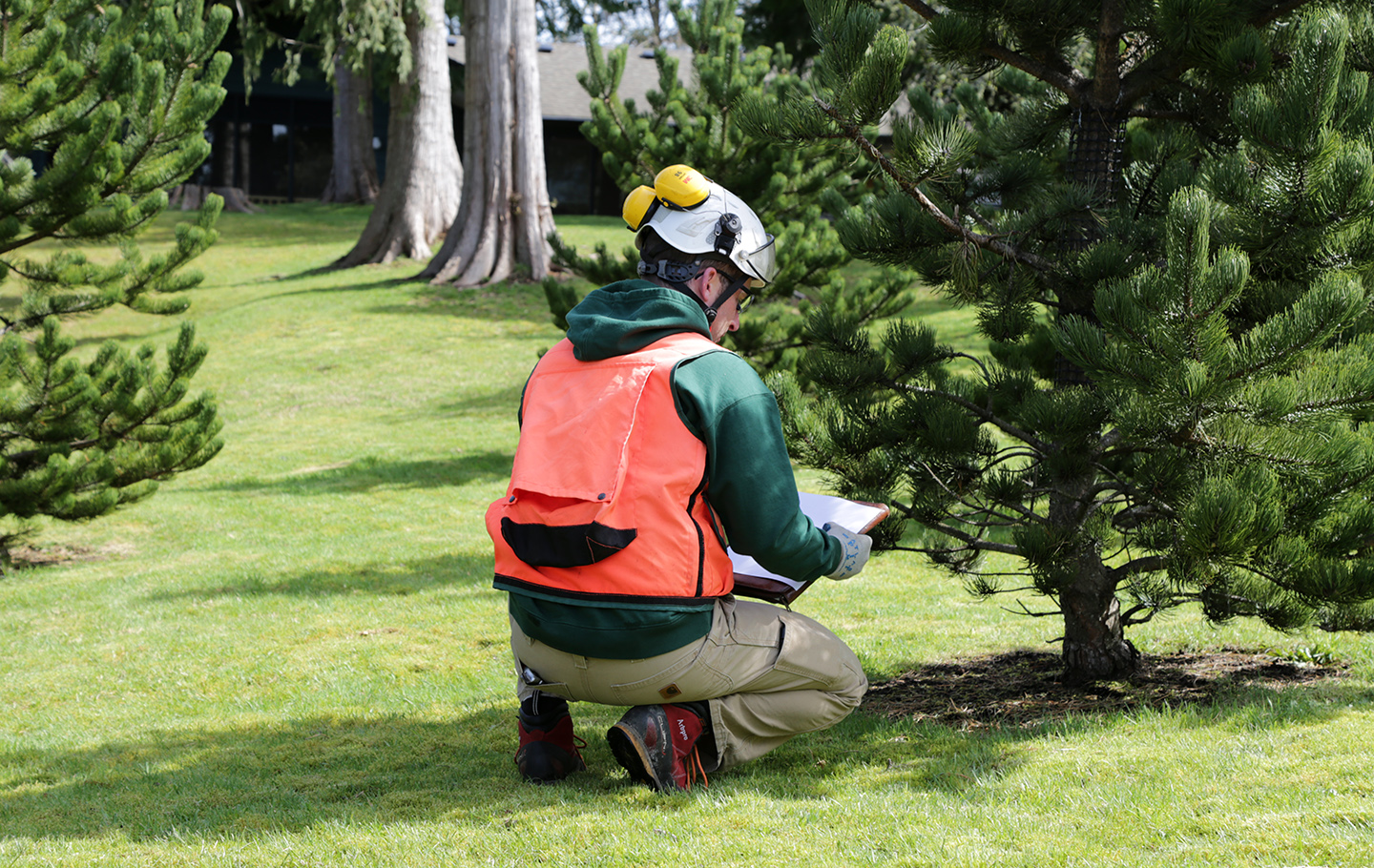 tree care consulting