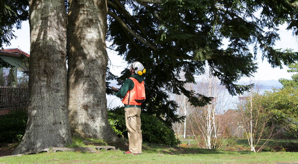 tree risk assessment