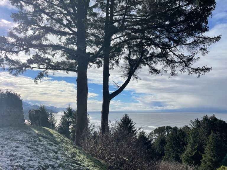 oregon coast tree care