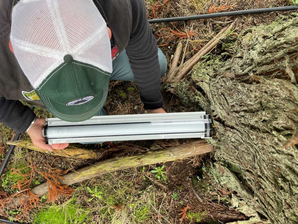 tree health check