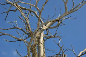 dead-tree declining tree right time to remove a tree