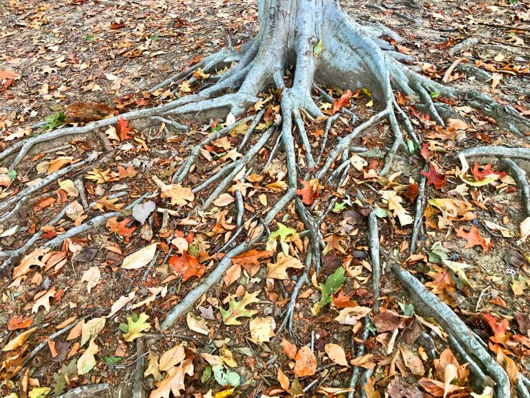 tree roots above ground