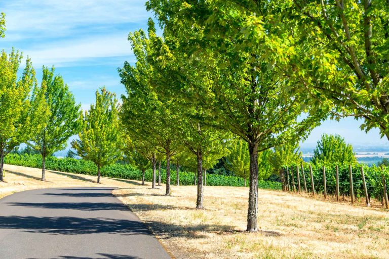 tree lined road in oregon. tree spacing