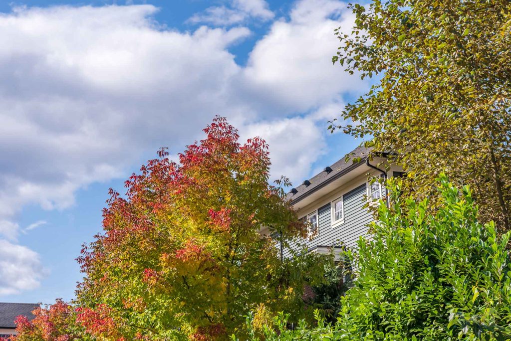 trees near homes and buildings. tree spacing importance guide