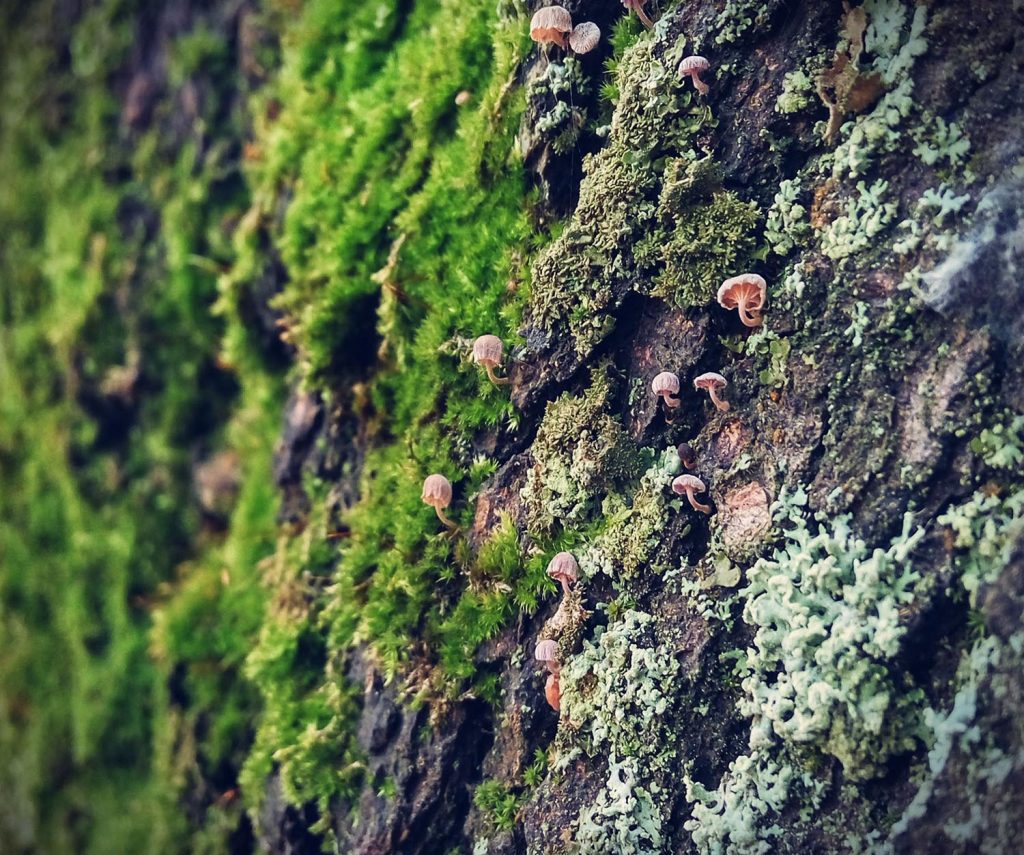 moss, lichen, and fungus growing on the bark of a tree