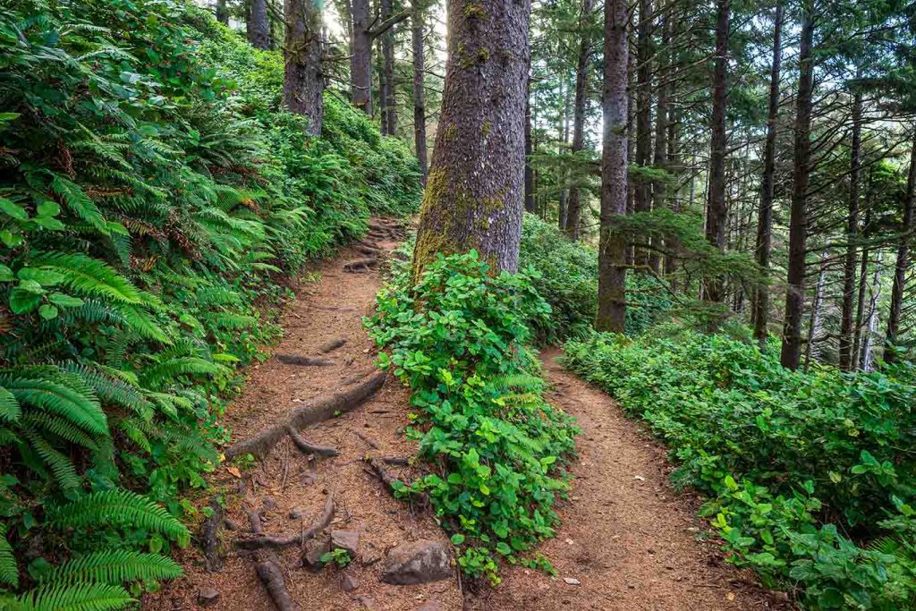 large tree on a slope in the woods